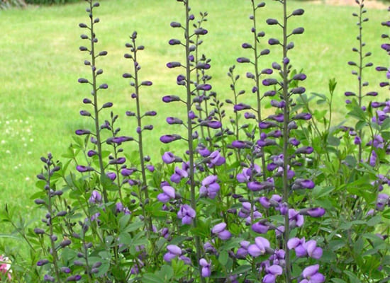 Fleurs violettes 4.jpg